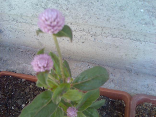 Name:  Grnt413.jpg
Views: 712
Size:  38.2 KB
