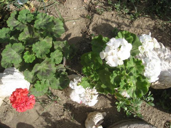 Name:  sardunyalar.jpg
Views: 1451
Size:  57.0 KB