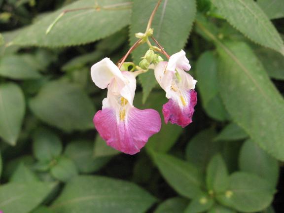 Name:  pembe beyaz.JPG
Views: 1441
Size:  33.1 KB