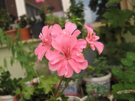 Name:  pembe sardunya.JPG
Views: 1513
Size:  39.2 KB