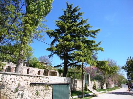 Name:  DSC01618.JPG
Views: 960
Size:  50.1 KB