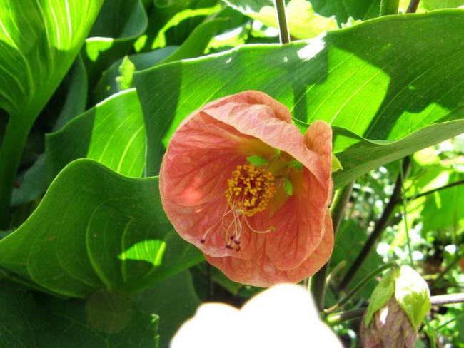 Name:  abutilon.jpg
Views: 875
Size:  47.2 KB