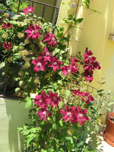 Name:  clmts.jpg
Views: 928
Size:  72.4 KB