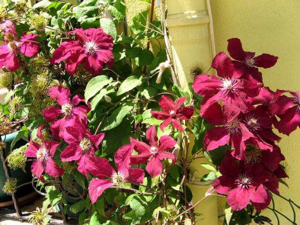 Name:  clmts...jpg
Views: 891
Size:  71.9 KB