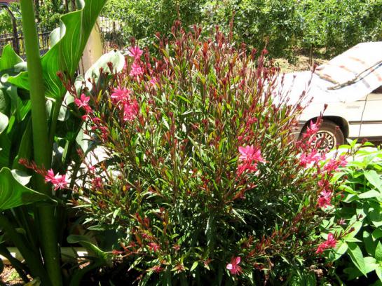 Name:  gaura1.jpg
Views: 990
Size:  74.6 KB