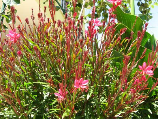 Name:  gaura3.jpg
Views: 1216
Size:  75.2 KB