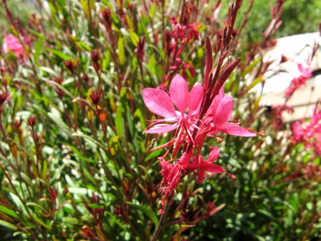 Name:  gaura2.jpg
Views: 956
Size:  64.8 KB