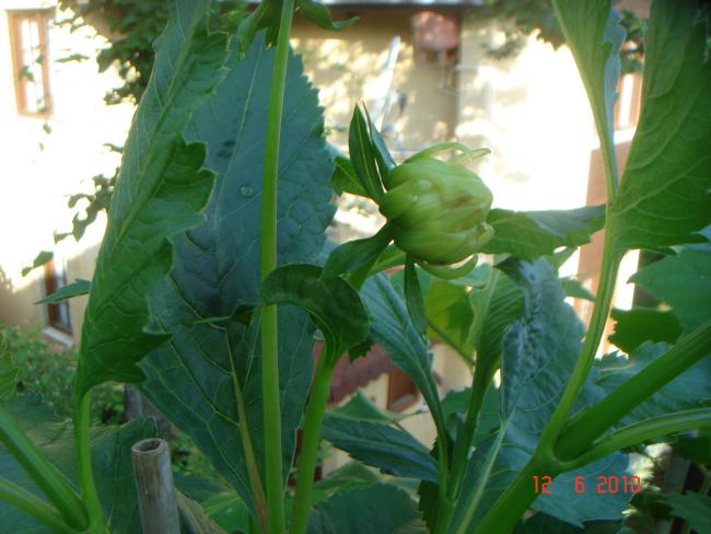 Name:  DSC00289.jpg
Views: 454
Size:  43.7 KB