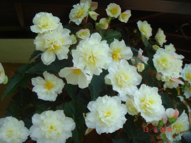Name:  DSC00695.jpg
Views: 517
Size:  41.2 KB