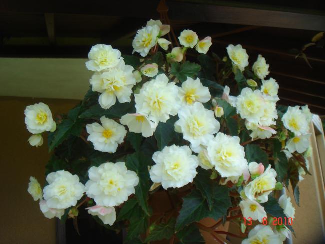 Name:  DSC00694.jpg
Views: 516
Size:  41.0 KB