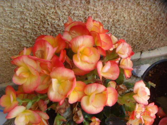 Name:  DSC00678.jpg
Views: 507
Size:  54.7 KB