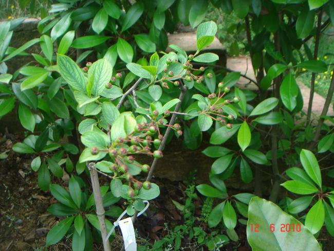 Name:  DSC00475.jpg
Views: 507
Size:  63.6 KB