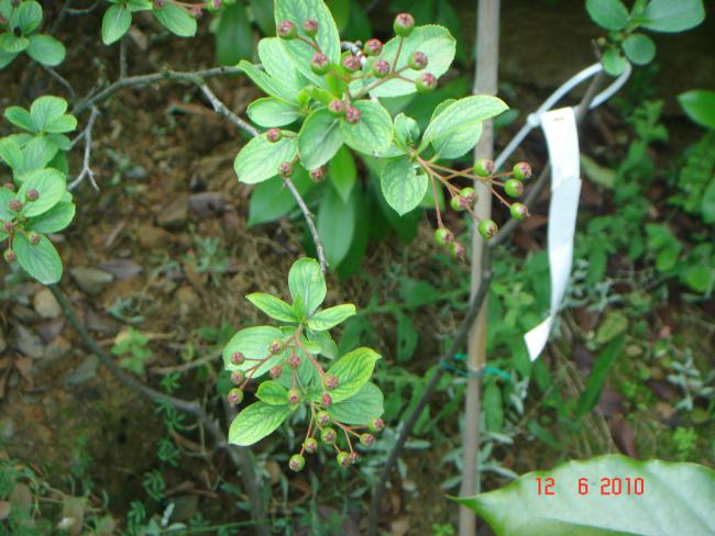 Name:  DSC00477.jpg
Views: 490
Size:  54.8 KB