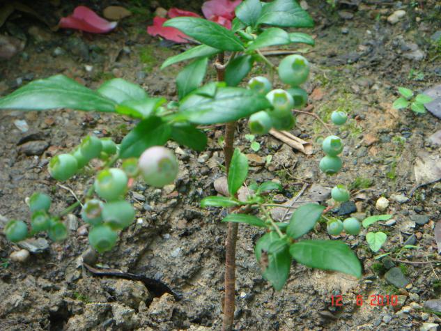 Name:  DSC00488.jpg
Views: 512
Size:  71.2 KB