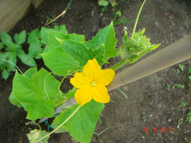 Name:  DSC00441.jpg
Views: 503
Size:  47.6 KB