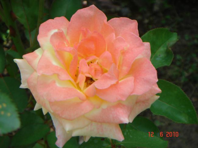 Name:  DSC00490.jpg
Views: 516
Size:  29.6 KB