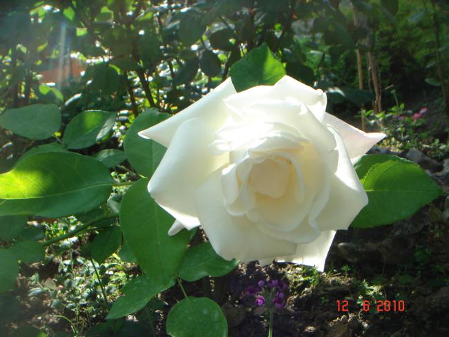 Name:  DSC00498.jpg
Views: 489
Size:  49.4 KB