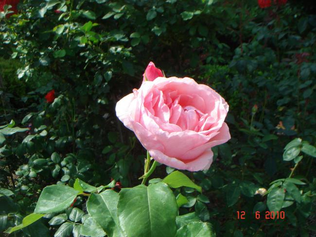 Name:  DSC00501.jpg
Views: 490
Size:  53.1 KB
