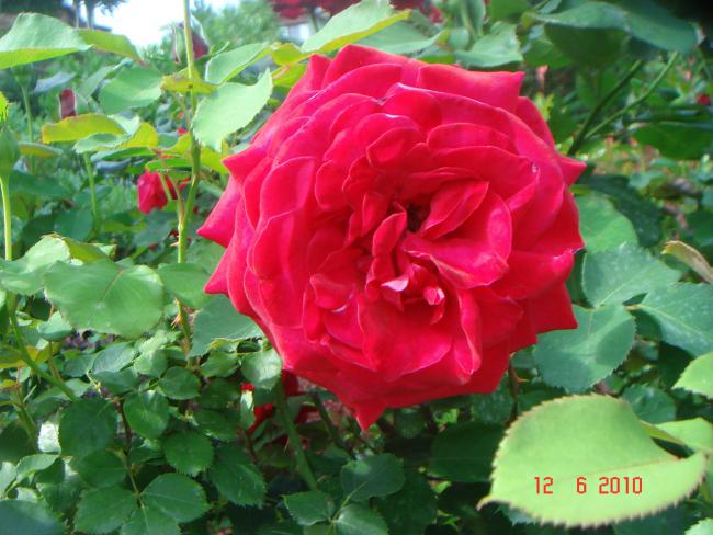 Name:  DSC00509.jpg
Views: 495
Size:  53.5 KB