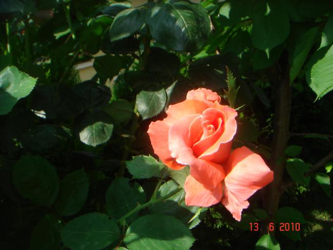 Name:  DSC00671.jpg
Views: 490
Size:  37.4 KB