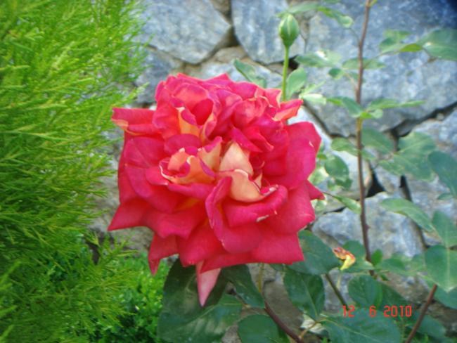 Name:  DSC00462.jpg
Views: 500
Size:  50.6 KB