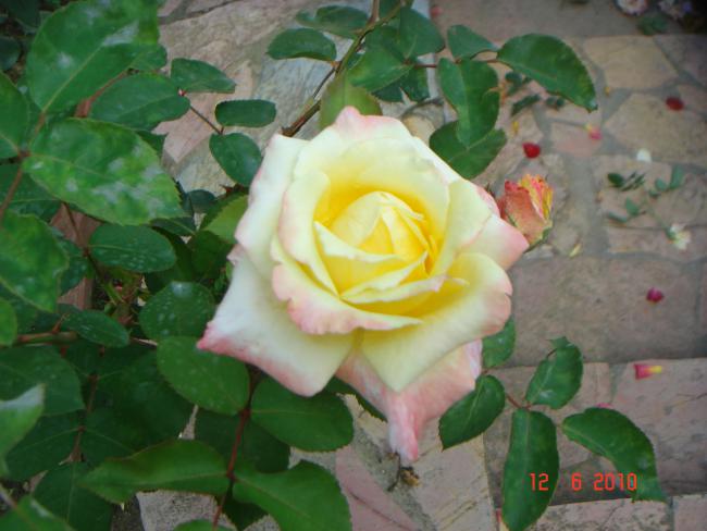 Name:  DSC00468.jpg
Views: 489
Size:  40.3 KB