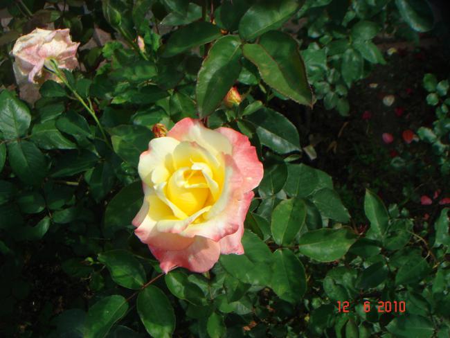 Name:  DSC00471.jpg
Views: 491
Size:  46.3 KB