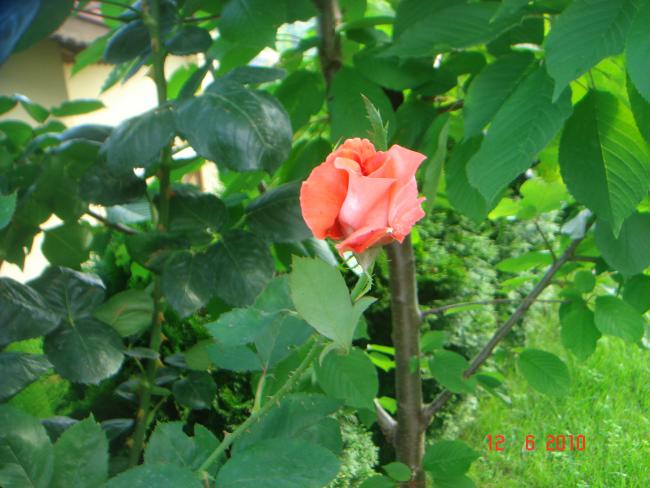 Name:  DSC00271.jpg
Views: 492
Size:  49.2 KB
