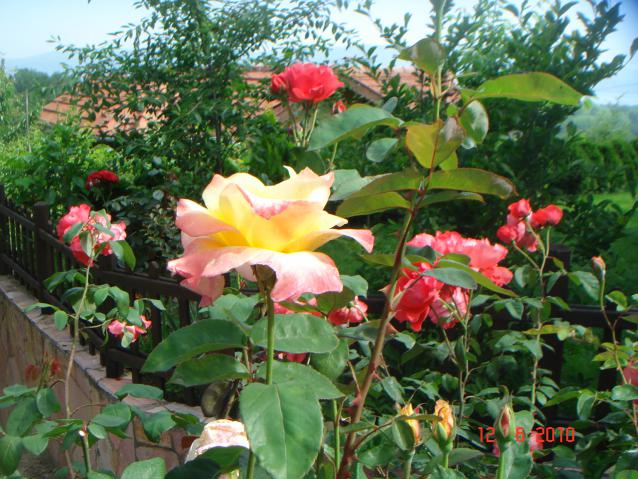 Name:  DSC00470.jpg
Views: 497
Size:  70.2 KB