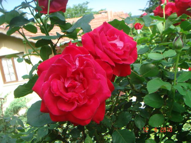 Name:  DSC00473.jpg
Views: 512
Size:  59.1 KB