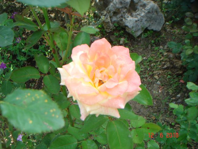 Name:  DSC00491.jpg
Views: 485
Size:  51.2 KB