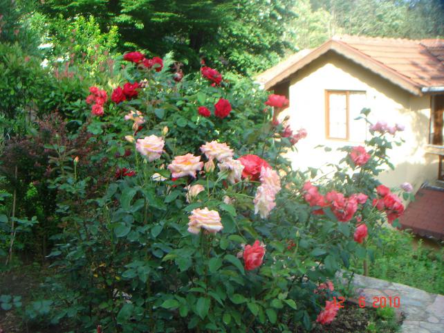 Name:  DSC00243.jpg
Views: 512
Size:  70.6 KB