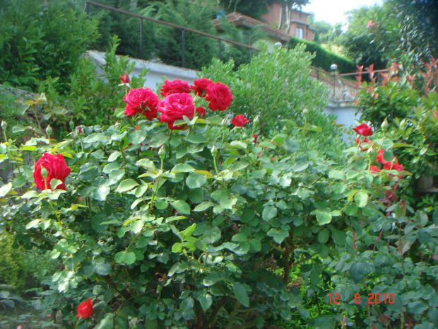Name:  DSC00507.jpg
Views: 492
Size:  71.6 KB