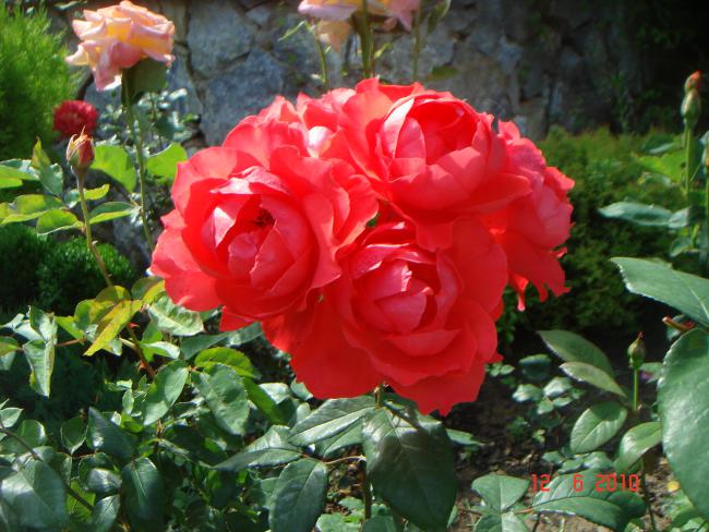 Name:  DSC00510.jpg
Views: 489
Size:  59.6 KB