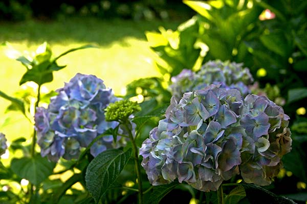 Name:  IMG_7030.JPG
Views: 928
Size:  66.5 KB