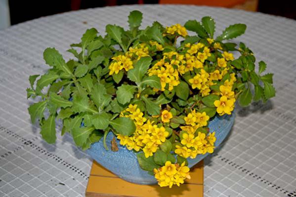 Name:  IMG_7039.jpg
Views: 2021
Size:  43.6 KB