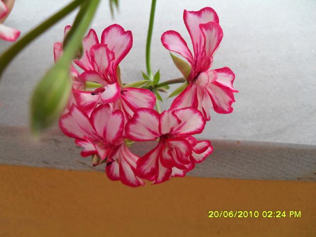 Name:  Resim 1240.jpg
Views: 788
Size:  35.5 KB