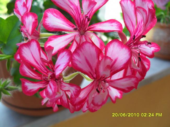 Name:  Resim 1239.jpg
Views: 714
Size:  47.6 KB