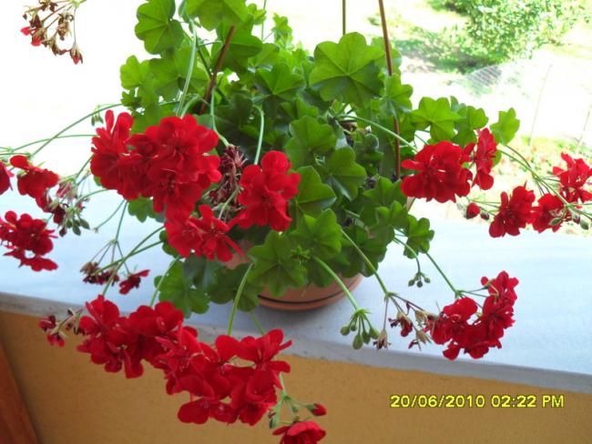 Name:  Resim 1234.jpg
Views: 756
Size:  54.9 KB