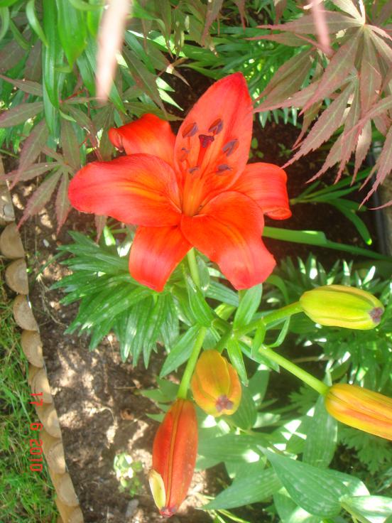 Name:  DSC00789.jpg
Views: 538
Size:  75.1 KB