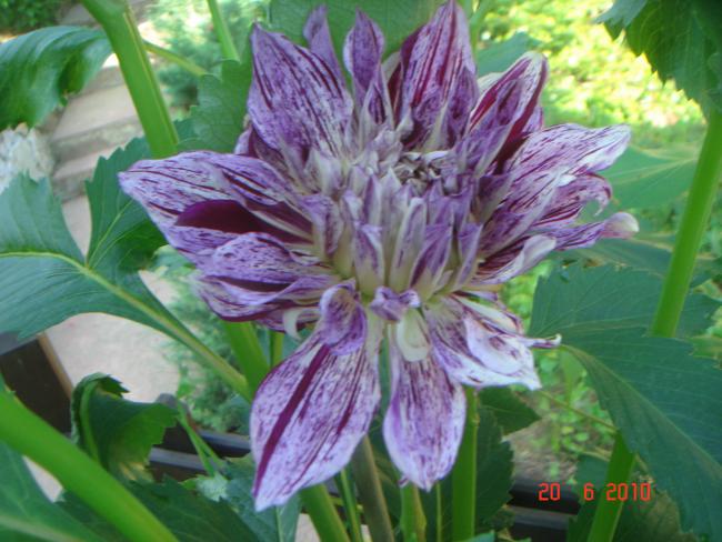 Name:  DSC00966.jpg
Views: 536
Size:  53.0 KB