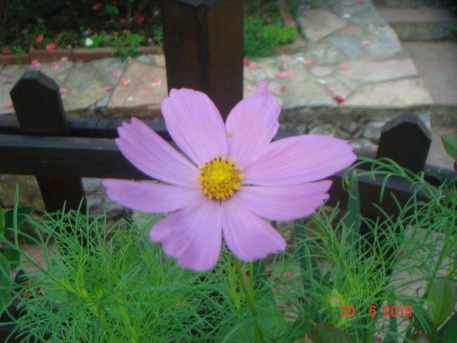 Name:  DSC00969.jpg
Views: 542
Size:  43.1 KB