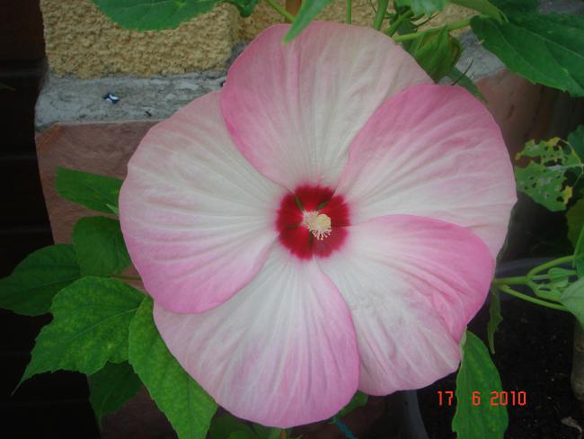 Name:  DSC00798.jpg
Views: 557
Size:  35.1 KB