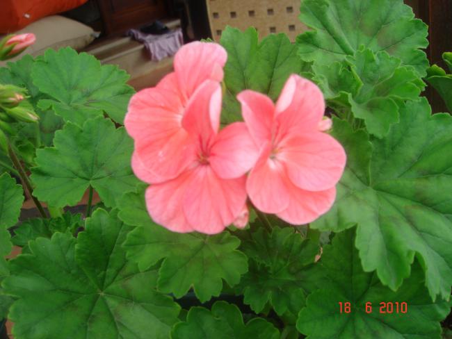 Name:  DSC00821.jpg
Views: 625
Size:  39.3 KB
