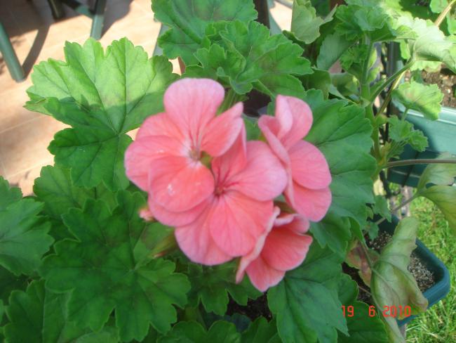 Name:  DSC00835.jpg
Views: 668
Size:  46.7 KB