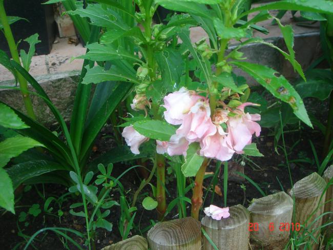 Name:  DSC00908.jpg
Views: 624
Size:  58.8 KB