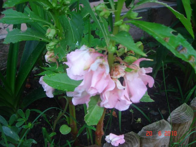 Name:  DSC00909.jpg
Views: 616
Size:  48.0 KB