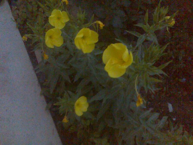 Name:  Grnt447.jpg
Views: 582
Size:  41.2 KB