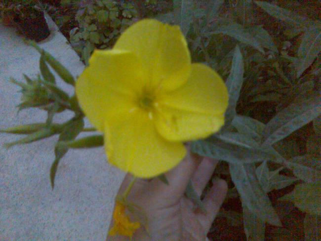 Name:  Grnt446.jpg
Views: 581
Size:  39.6 KB