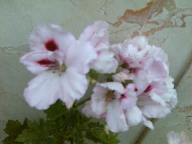 Name:  Grnt441.jpg
Views: 582
Size:  29.9 KB